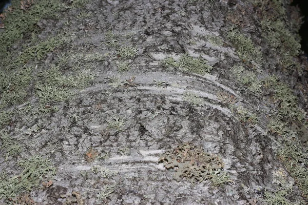 Stromová kůra, pokryté mechem — Stock fotografie