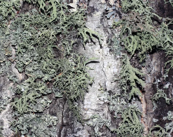 Tree bark covered with moss — Stock Photo, Image