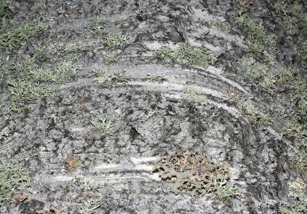 Baumrinde mit Moos bedeckt — Stockfoto