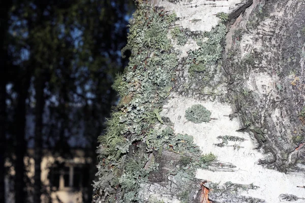 Кора дерева, покрытая мхом — стоковое фото