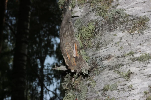 Écorce d'arbre recouverte de mousse — Photo
