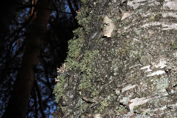 Corteza de árbol cubierta de musgo — Foto de Stock