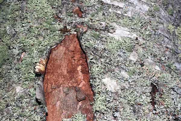 苔で覆われた木の樹皮 — ストック写真