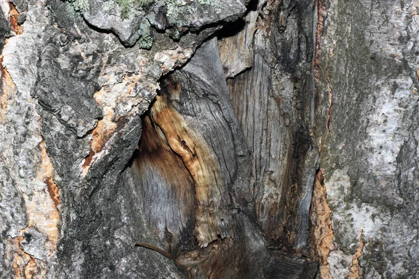 Corteccia d'albero ricoperta di muschio — Foto Stock