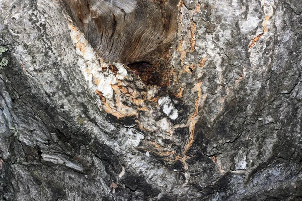 Kora drzewa pokryta mchem — Zdjęcie stockowe