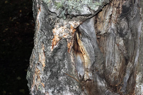 Кора дерева, покрытая мхом — стоковое фото