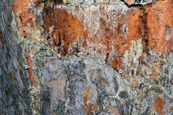 Corteza de árbol cubierta de musgo —  Fotos de Stock