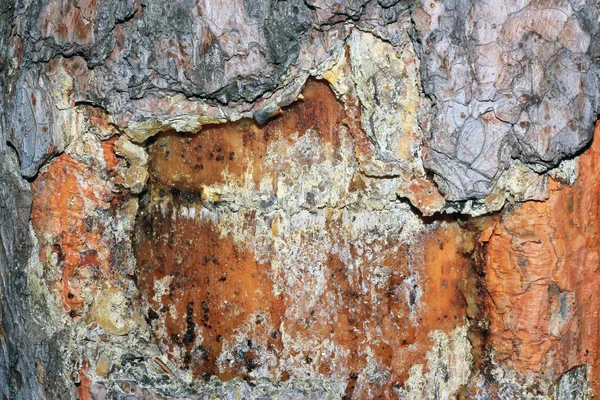 苔で覆われた木の樹皮 — ストック写真