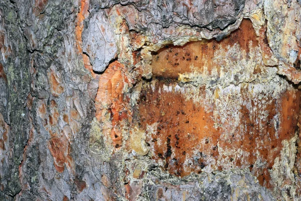 Stromová kůra, pokryté mechem — Stock fotografie