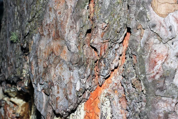 Casca de árvore coberta de musgo — Fotografia de Stock