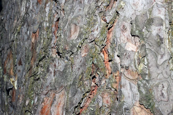 Corteccia d'albero ricoperta di muschio — Foto Stock