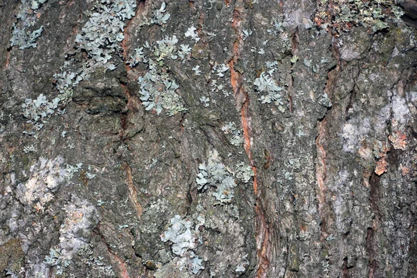 Yosun kaplı ağaç kabuğu — Stok fotoğraf