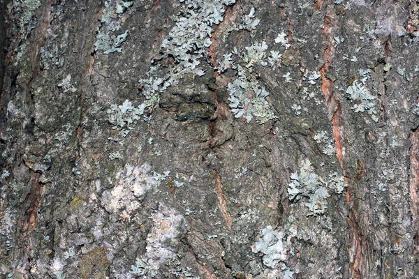 Écorce d'arbre recouverte de mousse — Photo