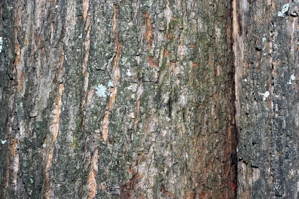 Corteza de árbol cubierta de musgo — Foto de Stock