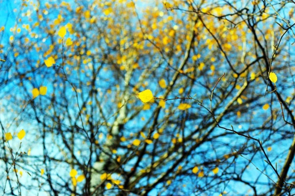 Le ciel d'automne dans les arbres — Photo