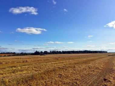 hasat alanından sonra tahıl ürünleri