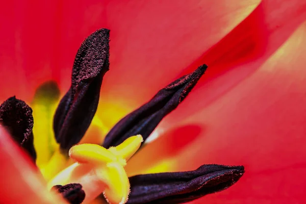 Tulip Petals Macro Photography — Stock Photo, Image