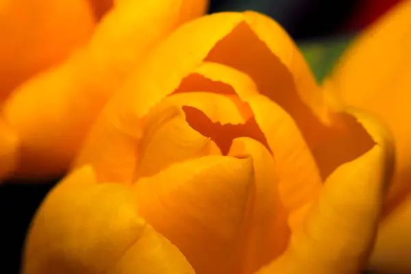 Tulip Petals Macro Photography — Stock Photo, Image