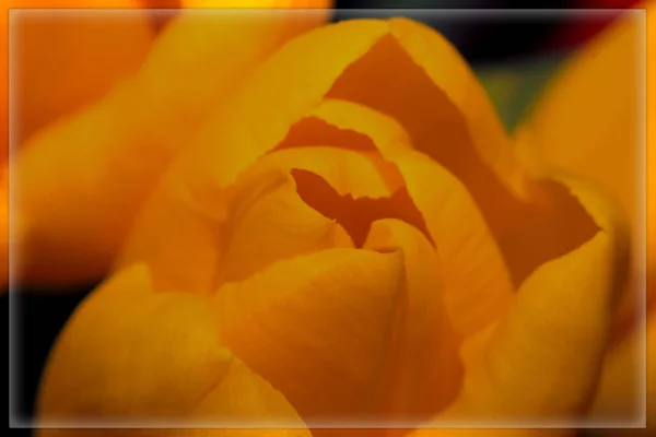 Tulip Petals Macro Photography — Stock Photo, Image