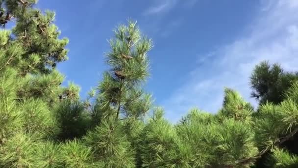 le vent dans les cimes des arbres 