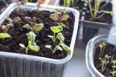 Tohumdan yetişen taze fesleğen