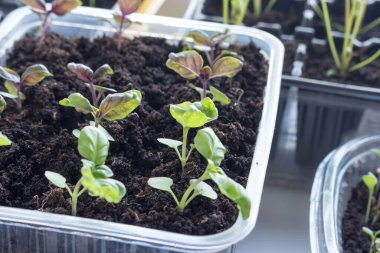 Tohumdan yetişen taze fesleğen