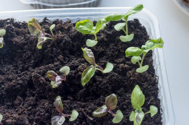 Tohumdan yetişen taze fesleğen