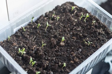 Pencere kenarındaki kereviz bitkisinin tohumları.