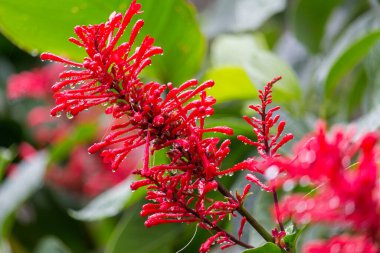 Kırmızı çiçeklerdeki yağmur damlaları