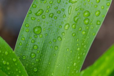 Yeşil yapraktaki yağmur damlaları