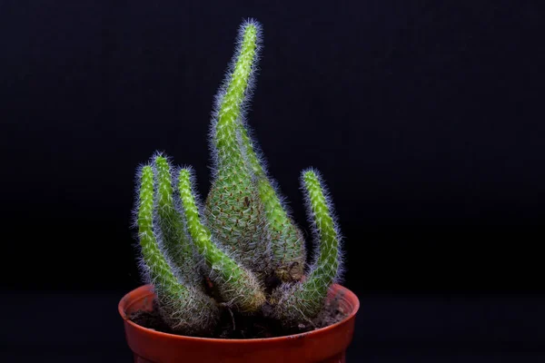 Petite Plante Cactus Avec Fond Noir — Photo