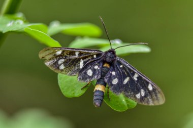 yeşil arka planlı kelebek / güve makrosu