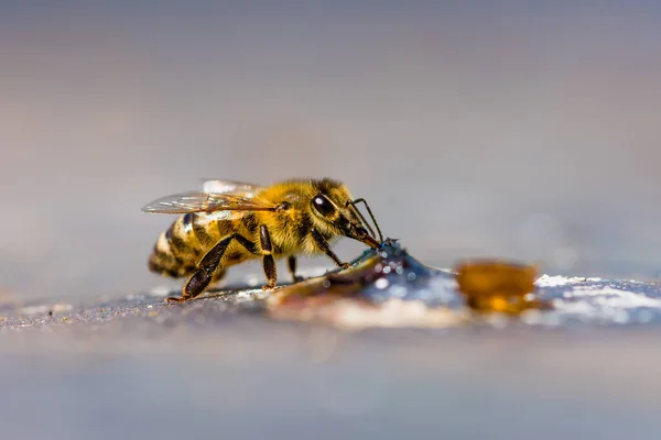 Makro Der Biene Einem Honigtropfen — Stockfoto