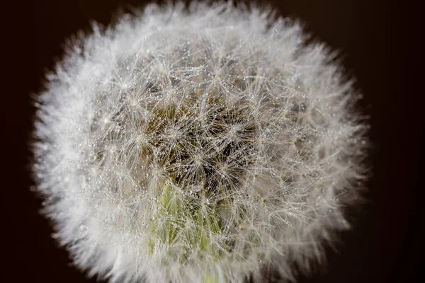 Macro Fiore Dente Leone Con Semi — Foto Stock