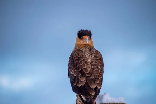 Large bird stopped looking at the camera