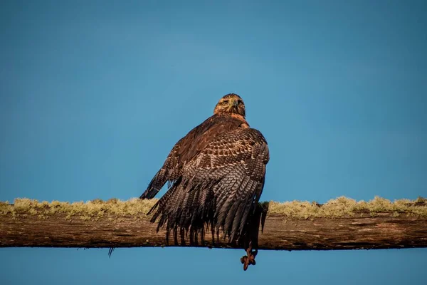 Eagle stopped looking at the camera