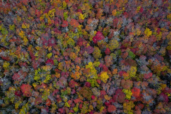 Vista aerea de colores de arboles en otoo