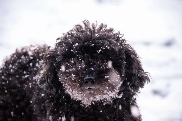 Kara köpek karda.