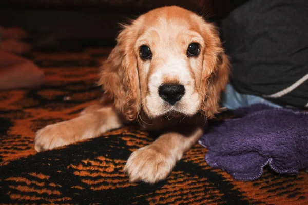 Küçük kırmızı cocker spanyel köpek yavrusu yalan söyler ve oynar