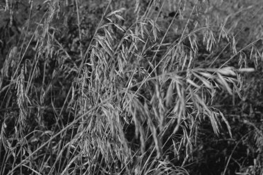 Sahada kuru sonbahar otları, çimenli arka plan