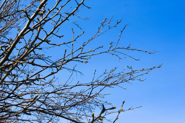 Grenar och kronor av träd på en bakgrund av våren blå himmel — Stockfoto