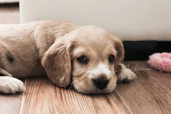 Kleiner süßer Spaniel-Welpe liegt auf dem Boden — Stockfoto