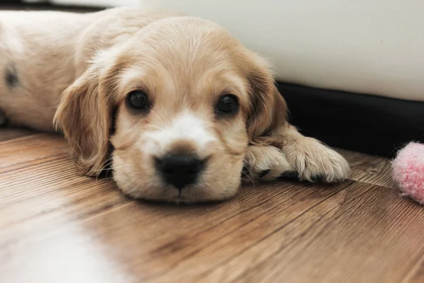 Pouco bonito spaniel filhote de cachorro mentiras no chão — Fotografia de Stock