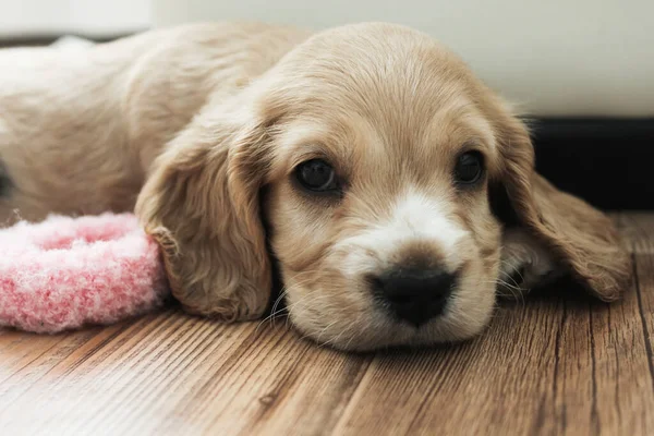 Malé roztomilé španělské štěně leží na podlaze — Stock fotografie