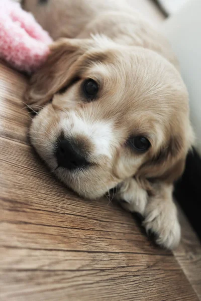 Pequeño lindo spaniel cachorro se encuentra en el suelo —  Fotos de Stock