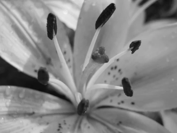 Fleur de lys avec étamines close up bw — Photo