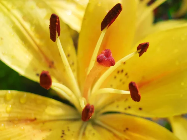 Fleur de lys jaune avec étamines gros plan — Photo