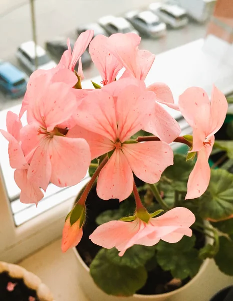 Pfirsich-Geranien, rosa Geranien-Zimmerblume am Fenster und sonniger Glanz — Stockfoto