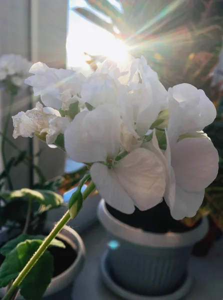Vit pelargon inomhus blomma på fönstret och solig bländning — Stockfoto