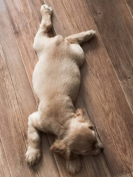 Küçük şirin köpek yavrusu yerde yatıyor.